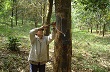 Hương Bình xóa nghèo từ cao su, rừng